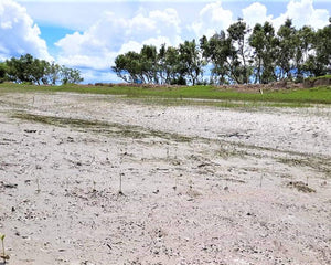 Mangroves