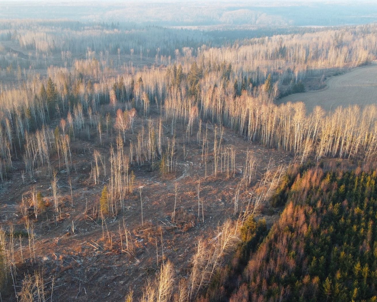 alberta reforestation