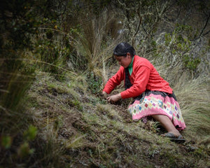 Andes - One Tree Planted