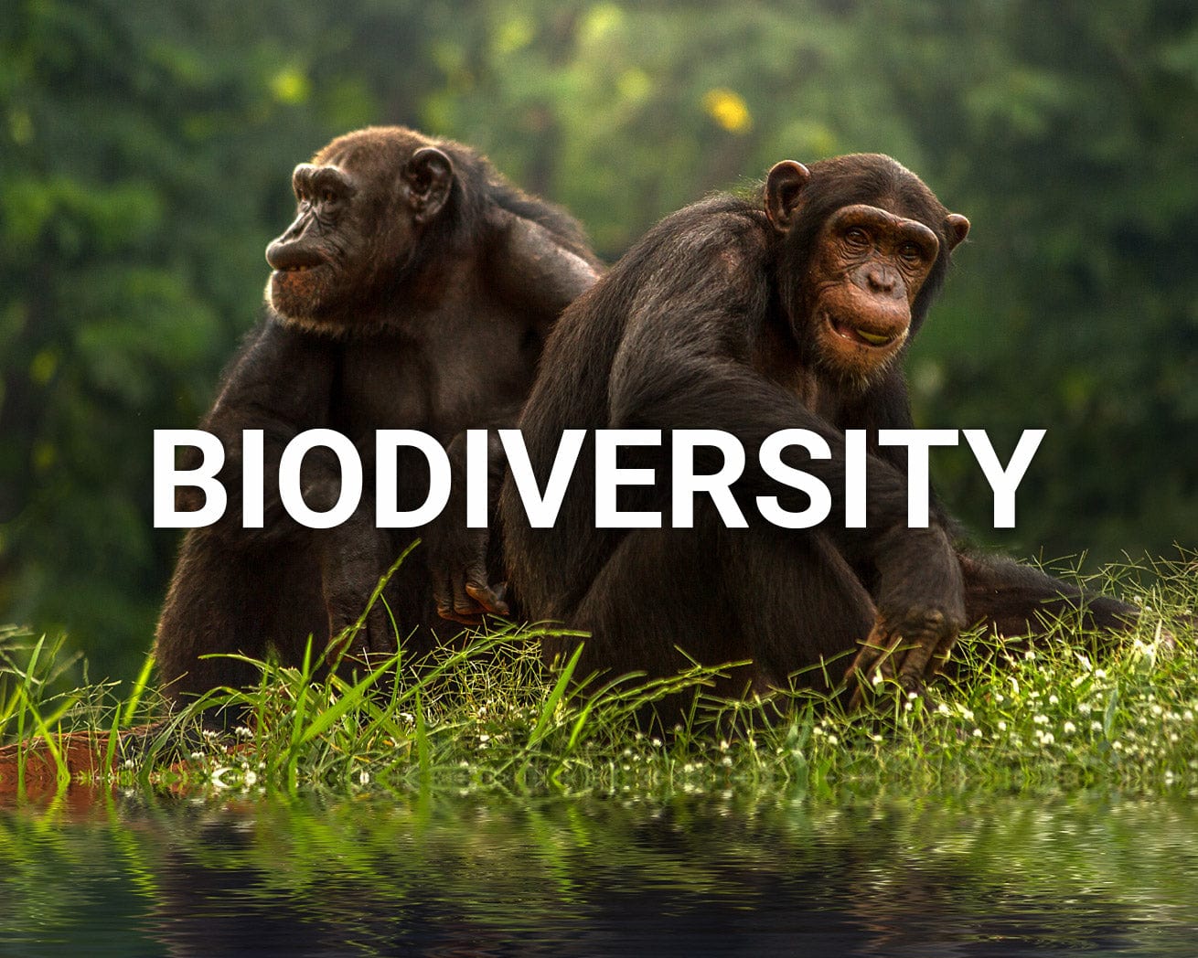 Biodiversity