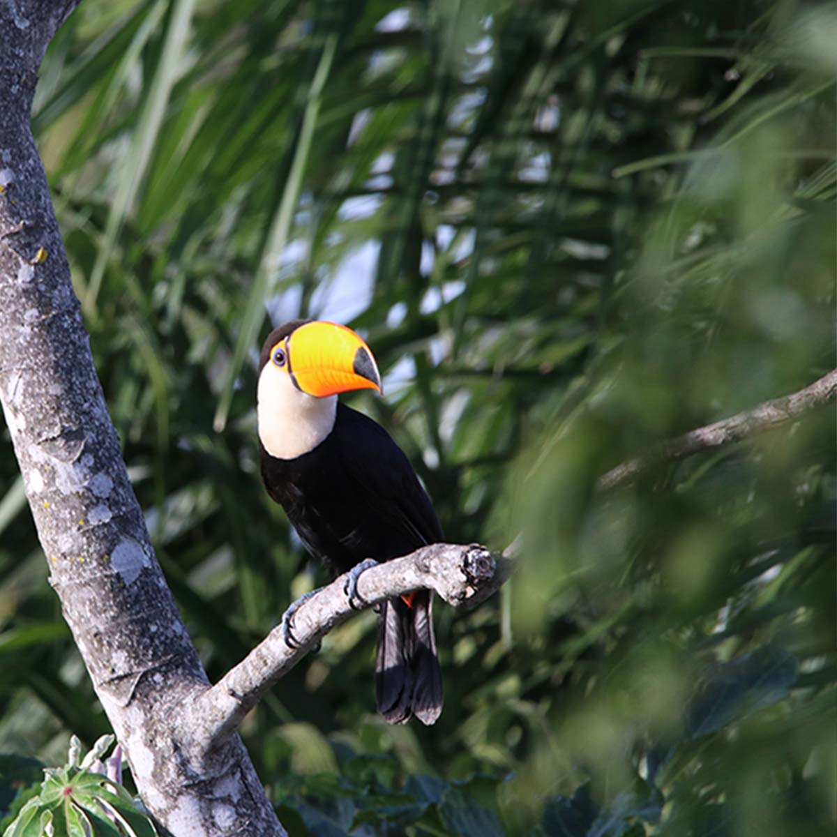 Trees protect biodiversity