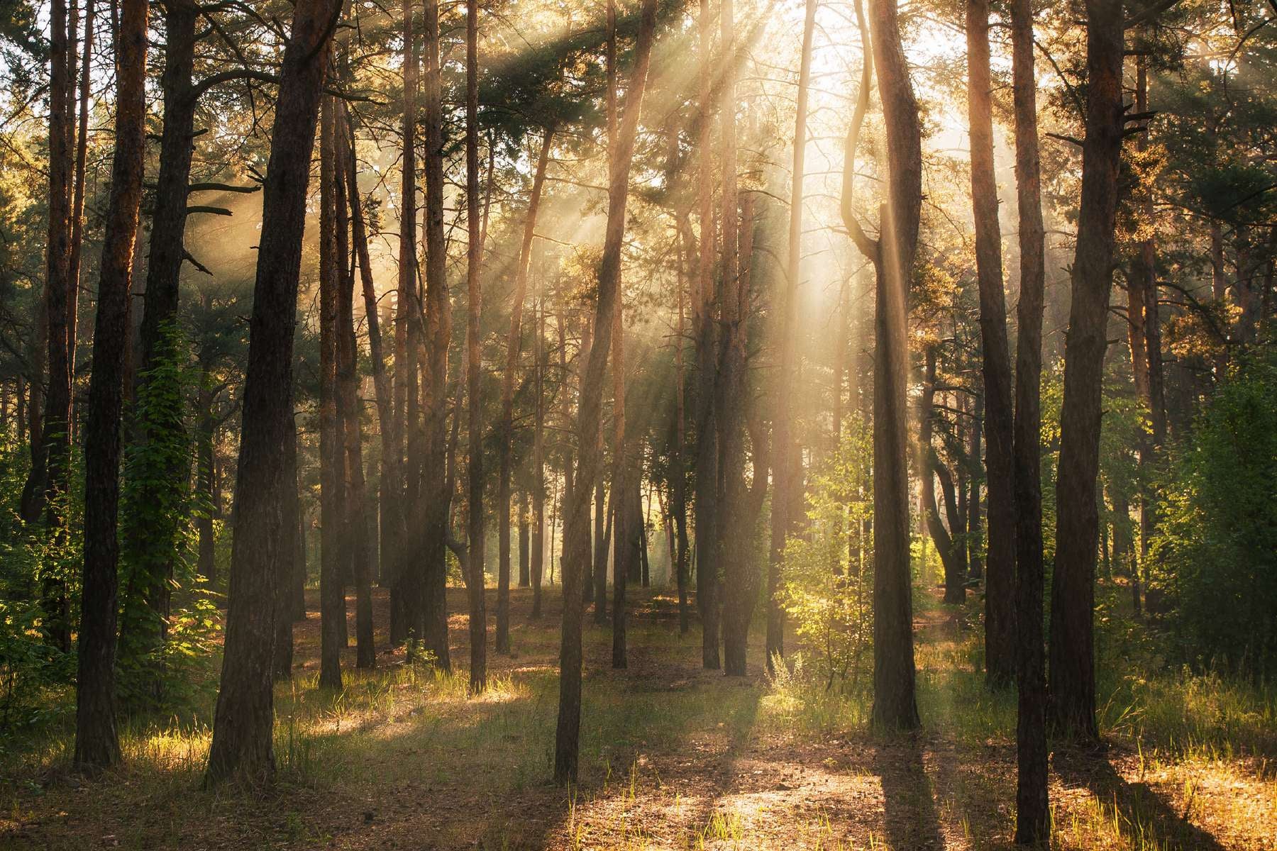 Sun shines in forest