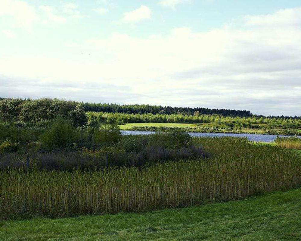 Trees and body of water in Denmark