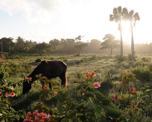 Horse eating grass in DR in front of palm trees