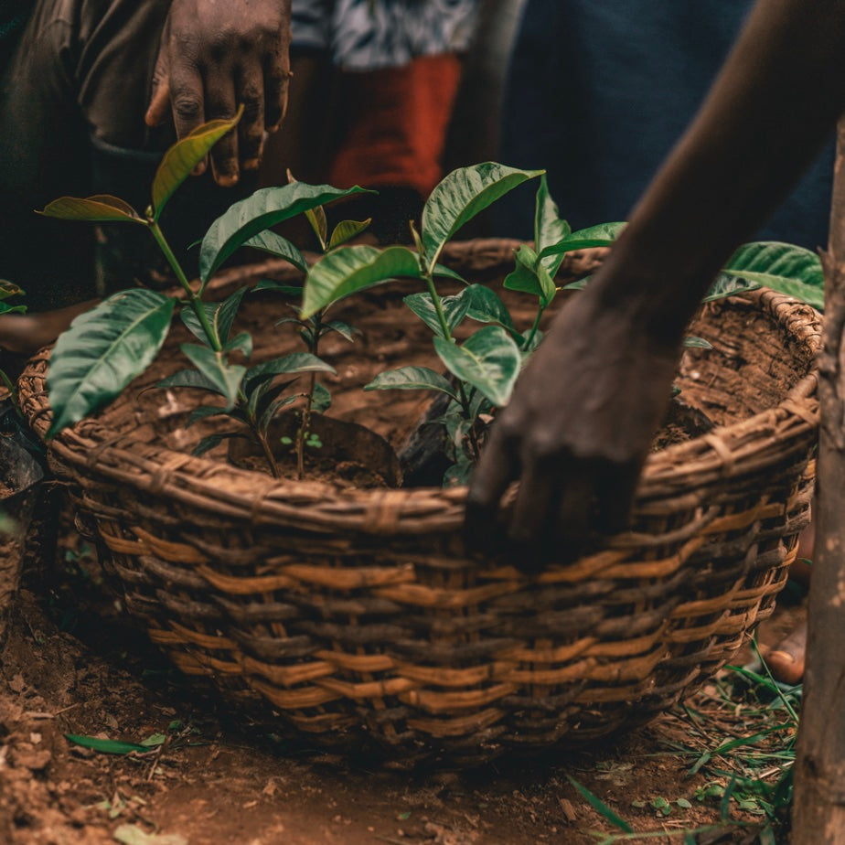 Planting one tree in Ethiopia