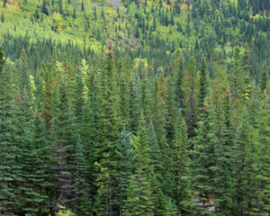 forest in alberta