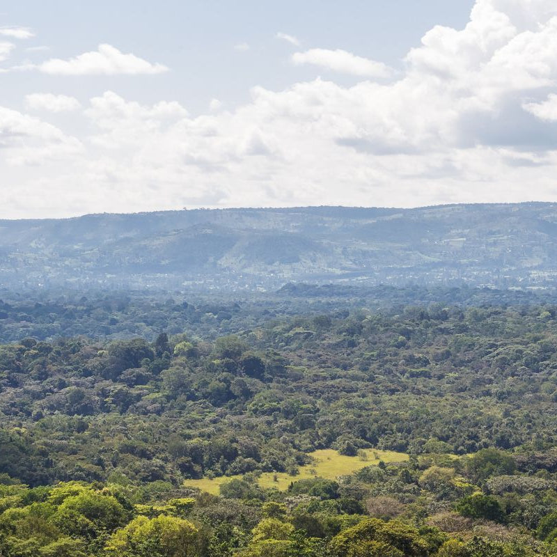 Regenerate Native Forests