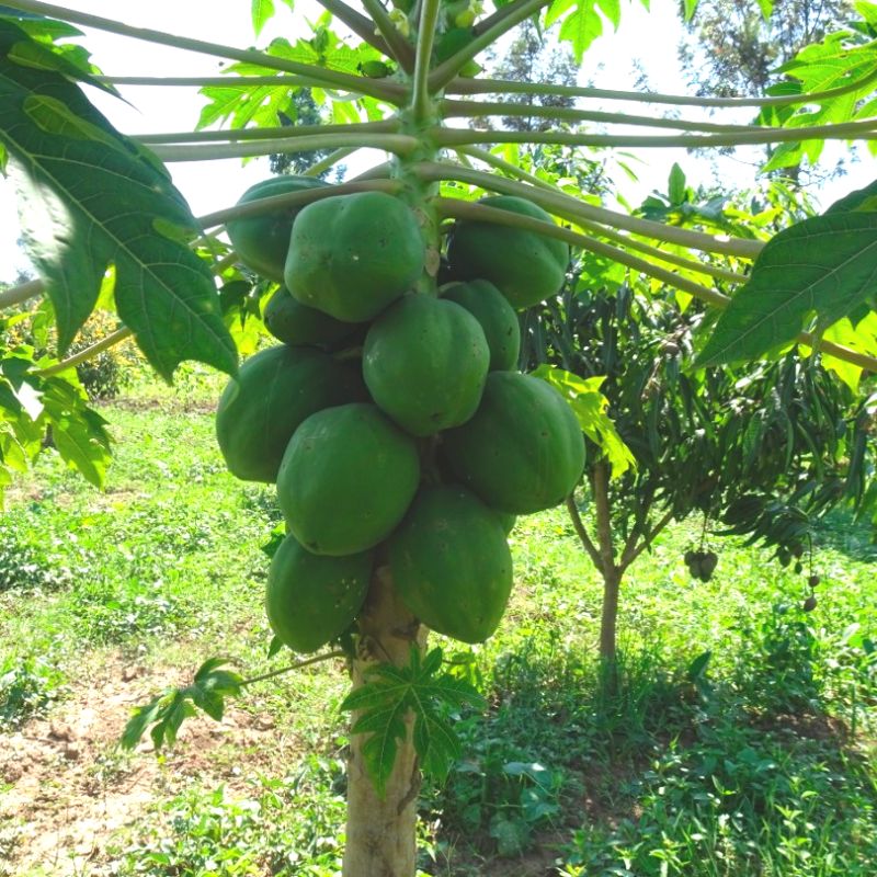 Increase Food Security