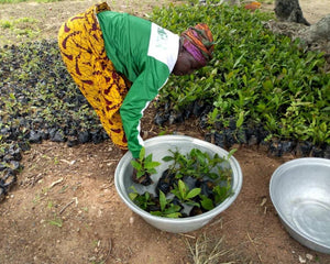 Plant Trees in Ghana - One Tree Planted