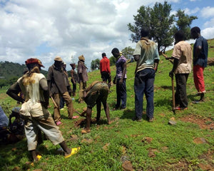 Plant Trees in Ghana - One Tree Planted