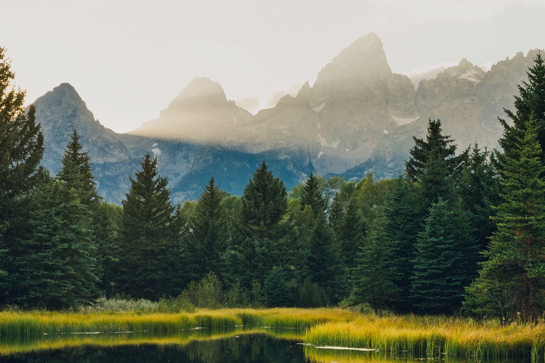 majestic evergreen forest