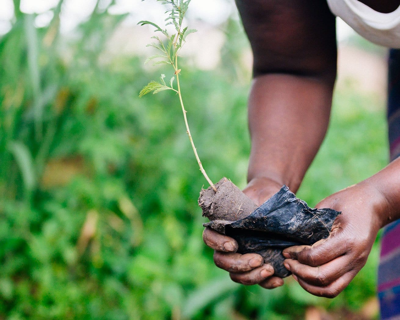 AFR100: Plant Trees for Africa