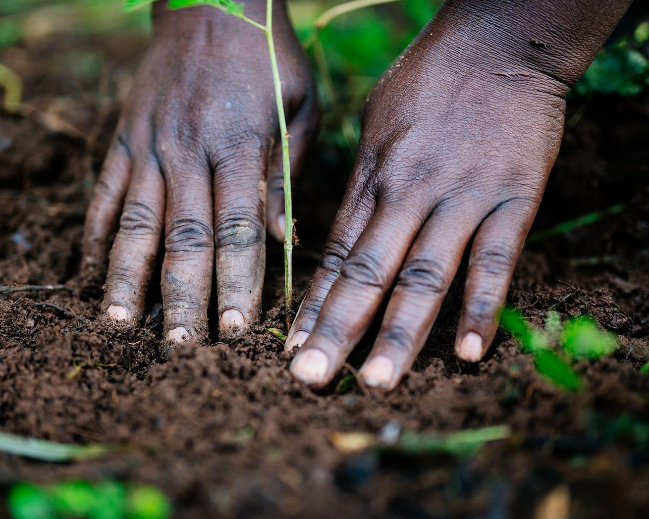 AFR100: Plant Trees for Africa