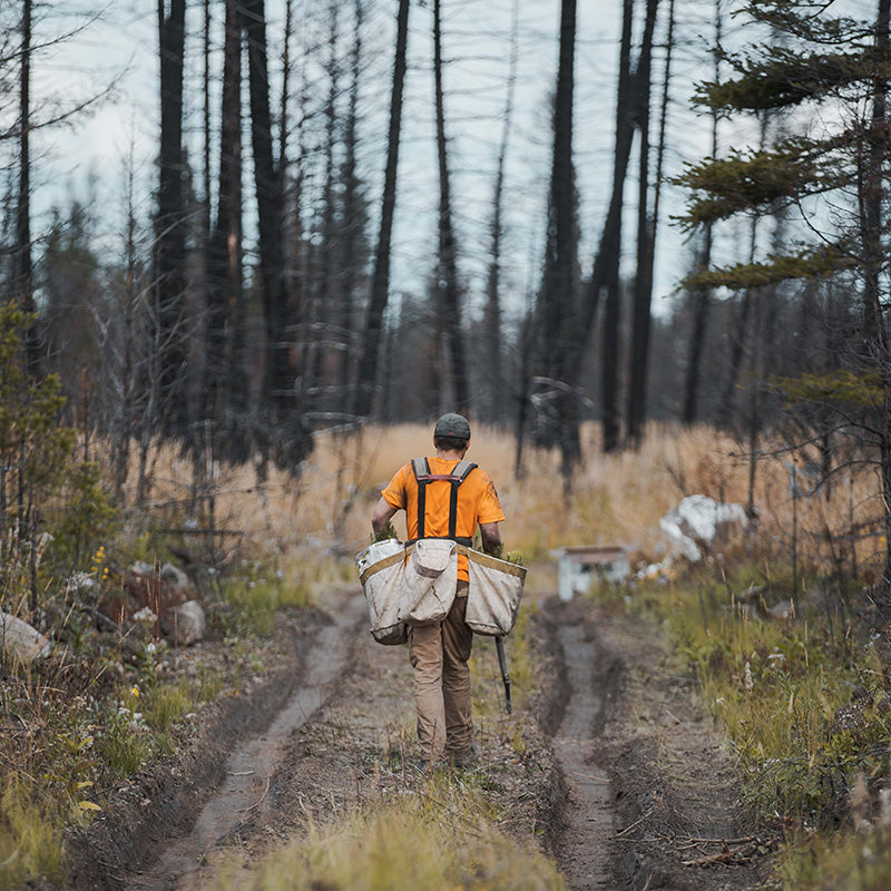 FOREST FIRE RESTORATION