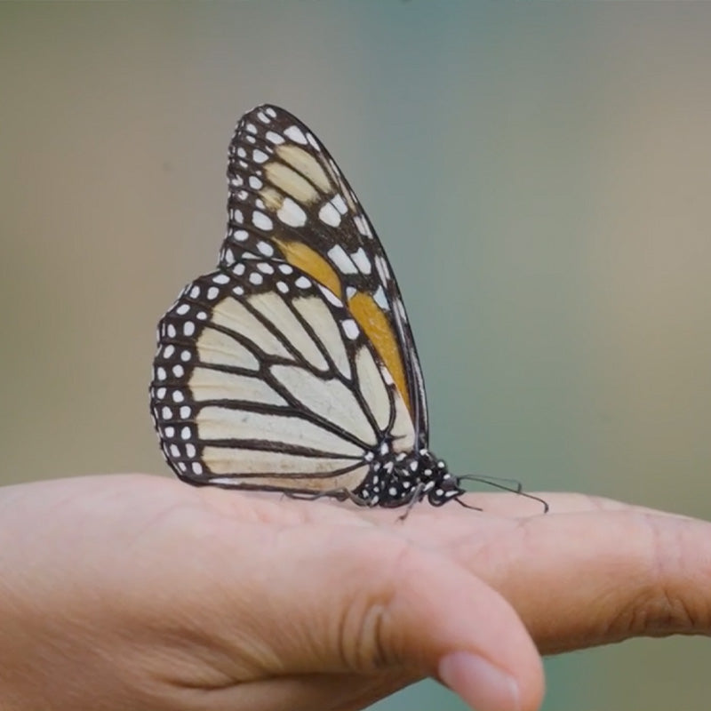 Monarch Butterfly 