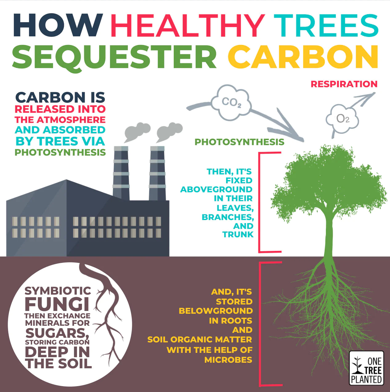 how trees absorb carbon
