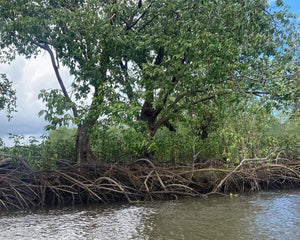 Mangroves