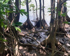 Mangroves