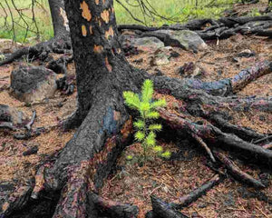 Forest Fire Recovery