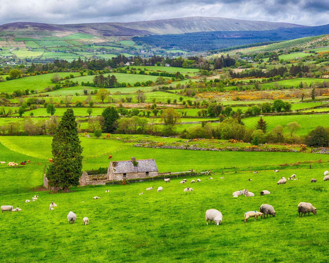 ireland farmland