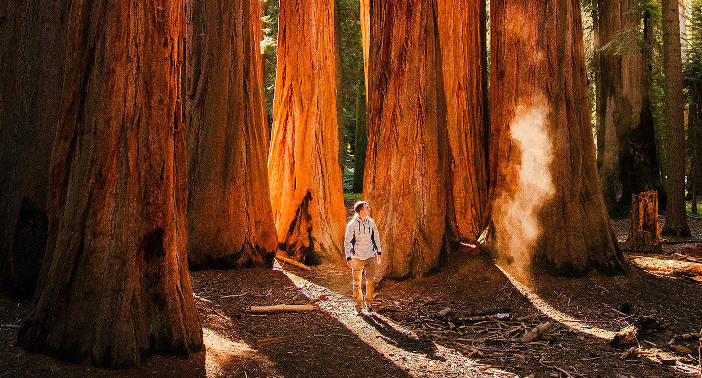 One Tree Planted and Ancient Forest Society Partner to Collect Giant Sequoia Seed