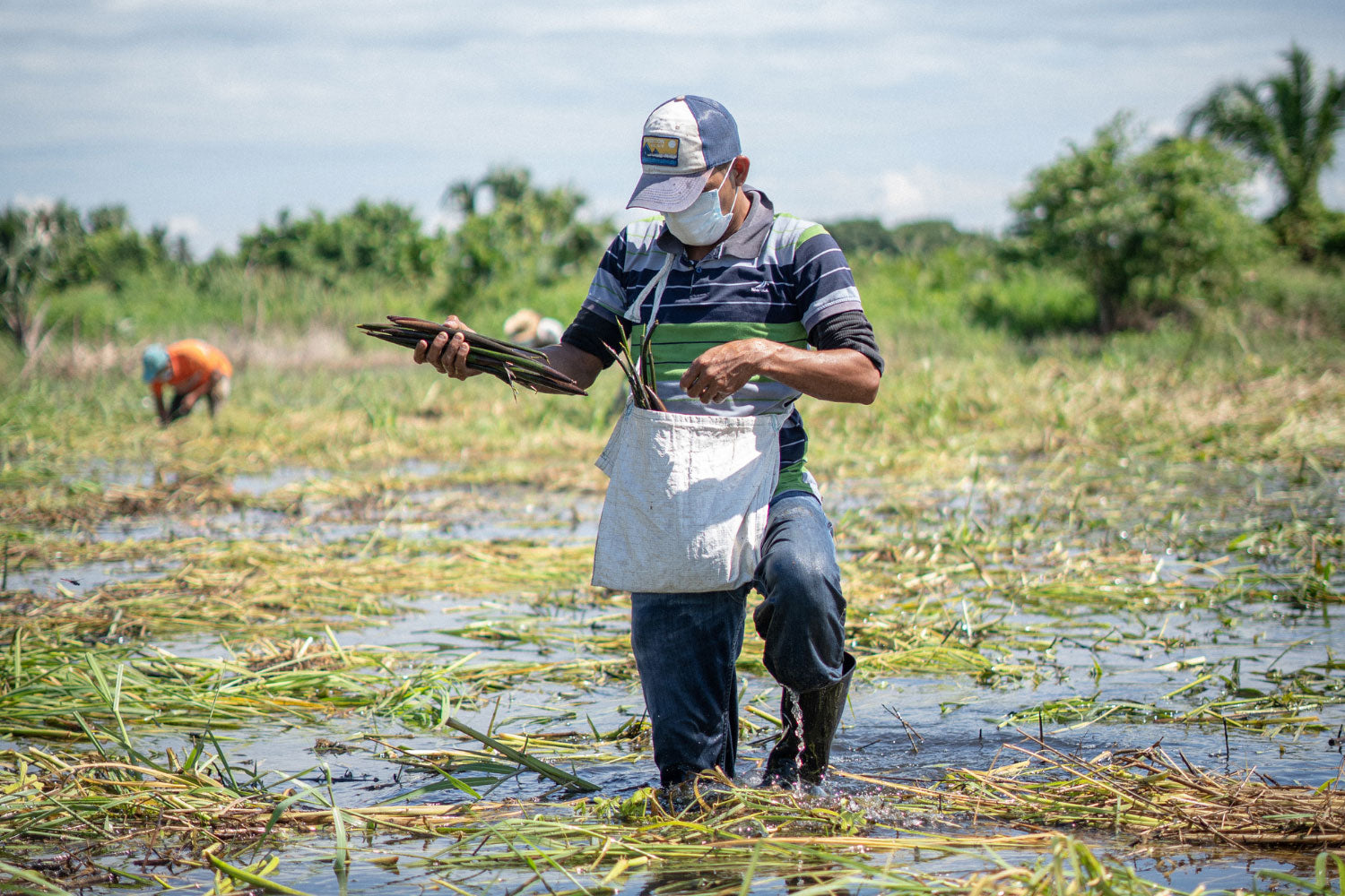 Man planting mangroves