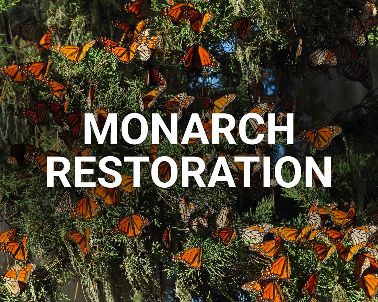 Monarch Restoration