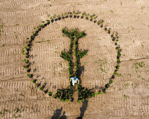 Tree saplings in the shape of the One Tree planted logo