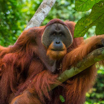 Orangutans in Indonesia