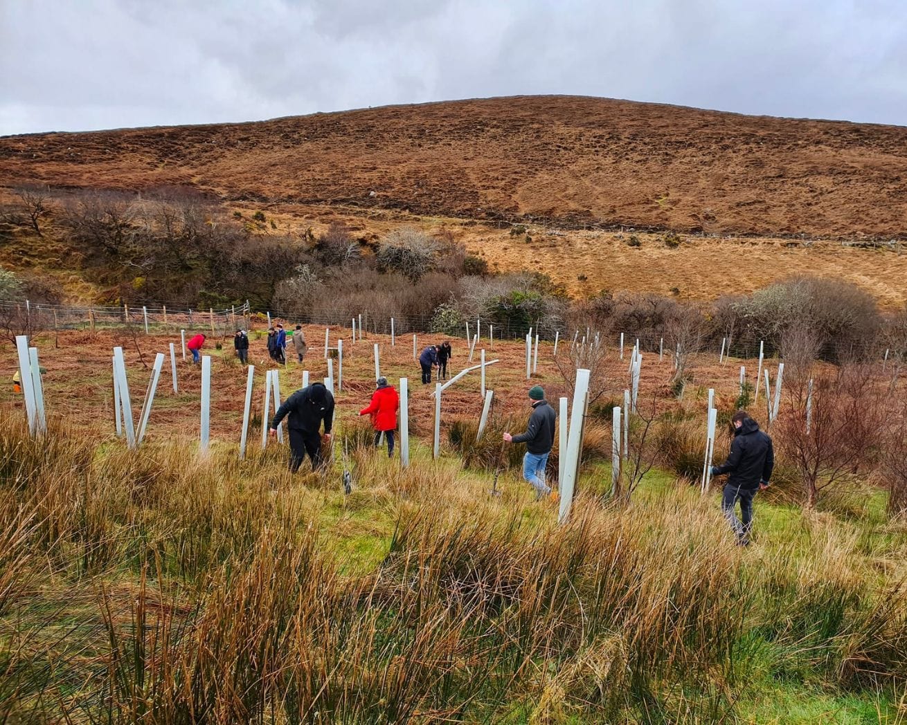 people planting trees in ireland