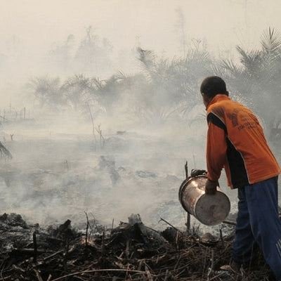 Wildfires in Indonesia