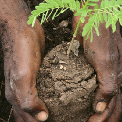 Haiti Soil Tree