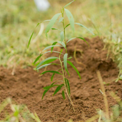 Tree seedling in Ghana