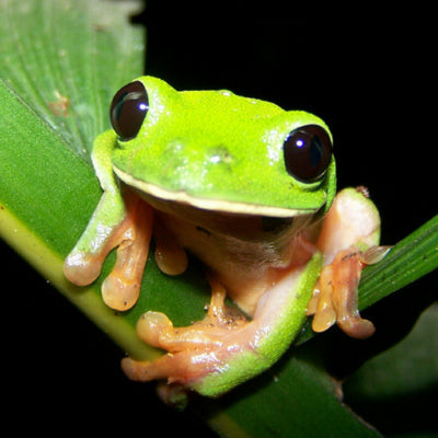 Guatemala reptile frog, endangered species.
