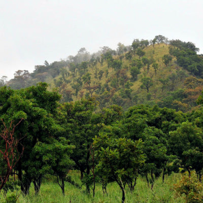 Forest in Ghana