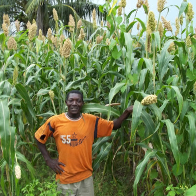 Haiti farmer tree planting