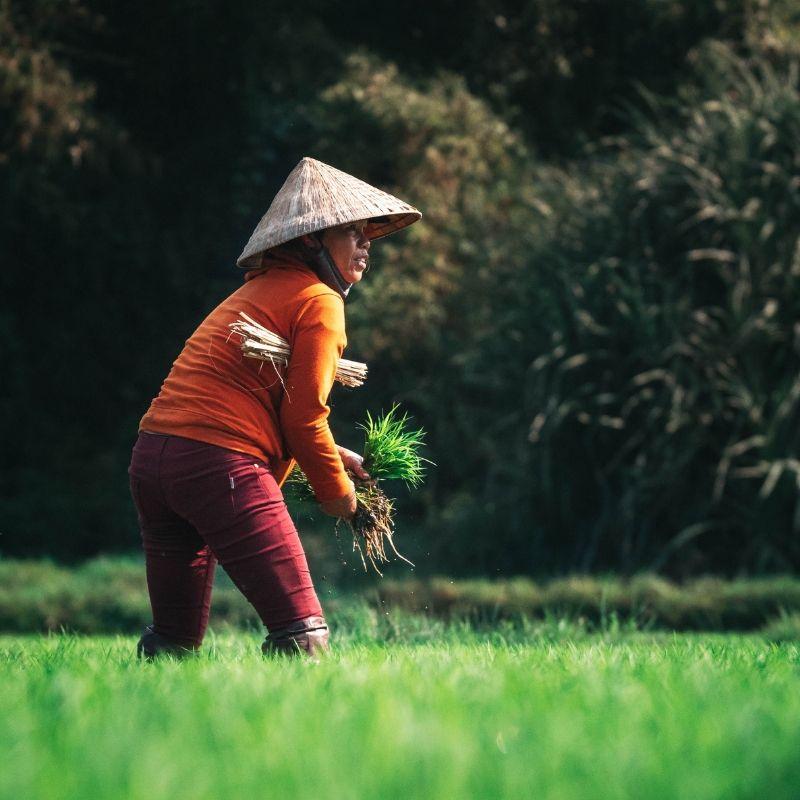 Planting trees in Vietnam