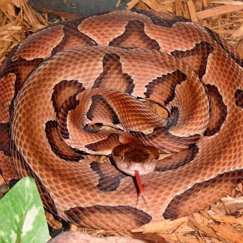 Copperhead snake - Appalachia