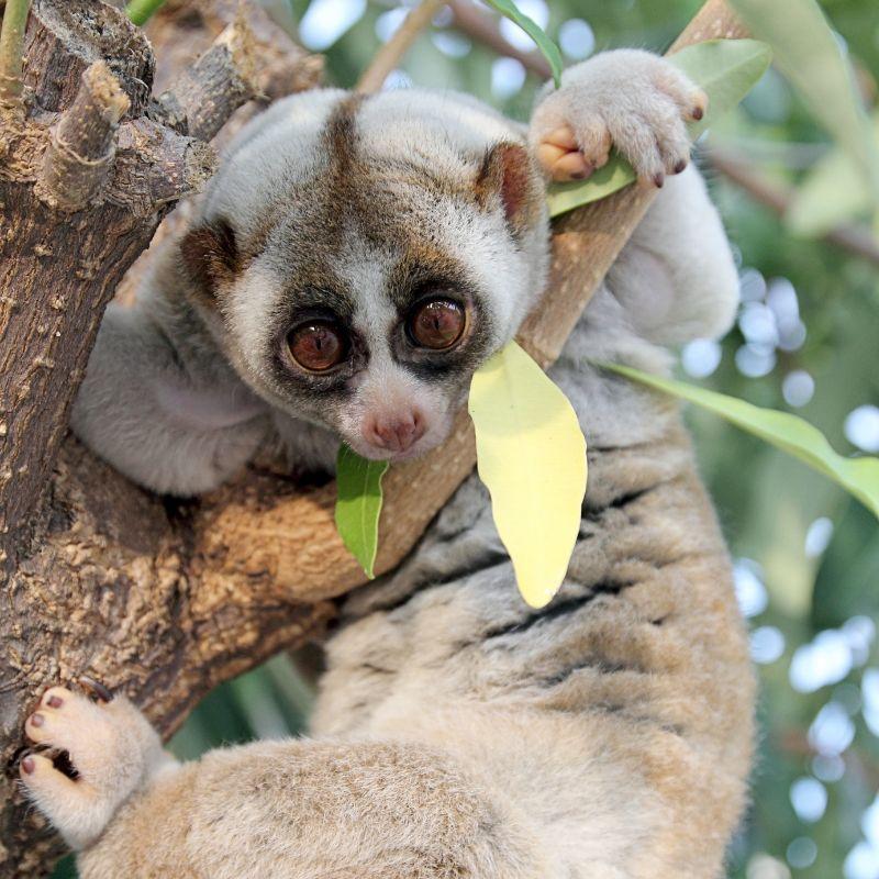 Biodiversity in Vietnam