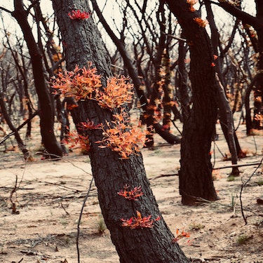 Reduct the Impact of Bushfires
