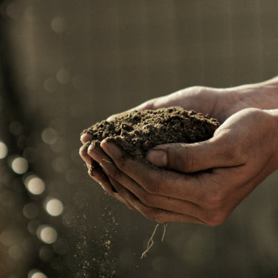 Amazon Rainforest Soil