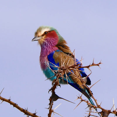 Bird in Tanzania
