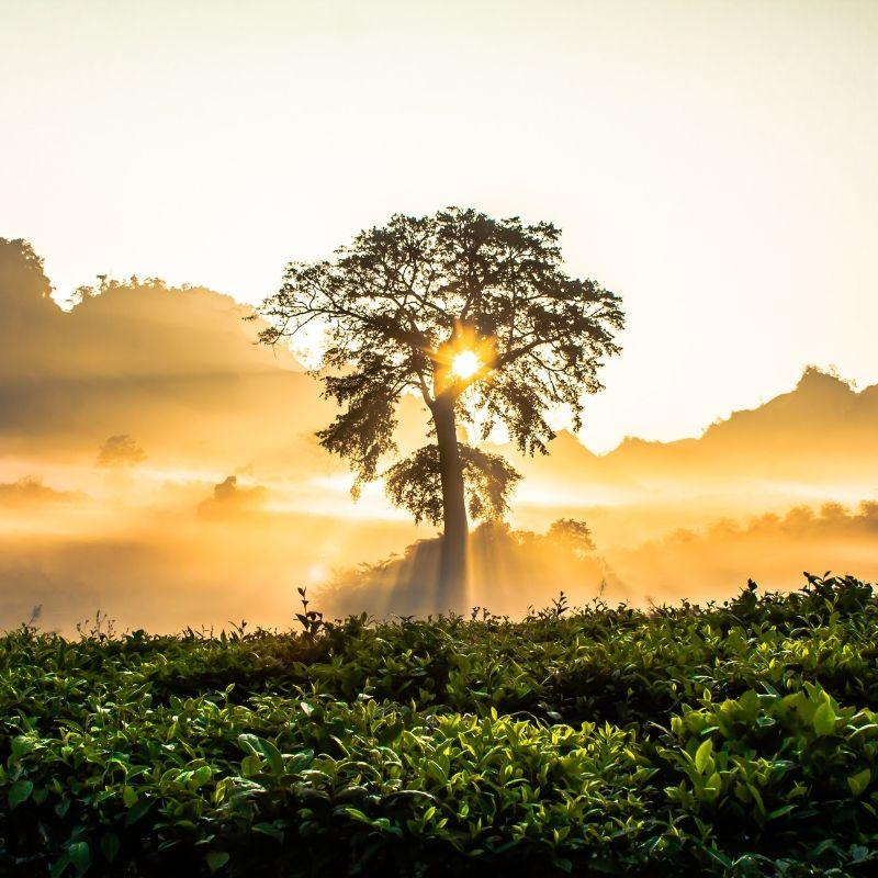 Tree in Vietnam