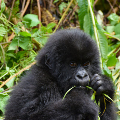 Small gorilla in Rwanda