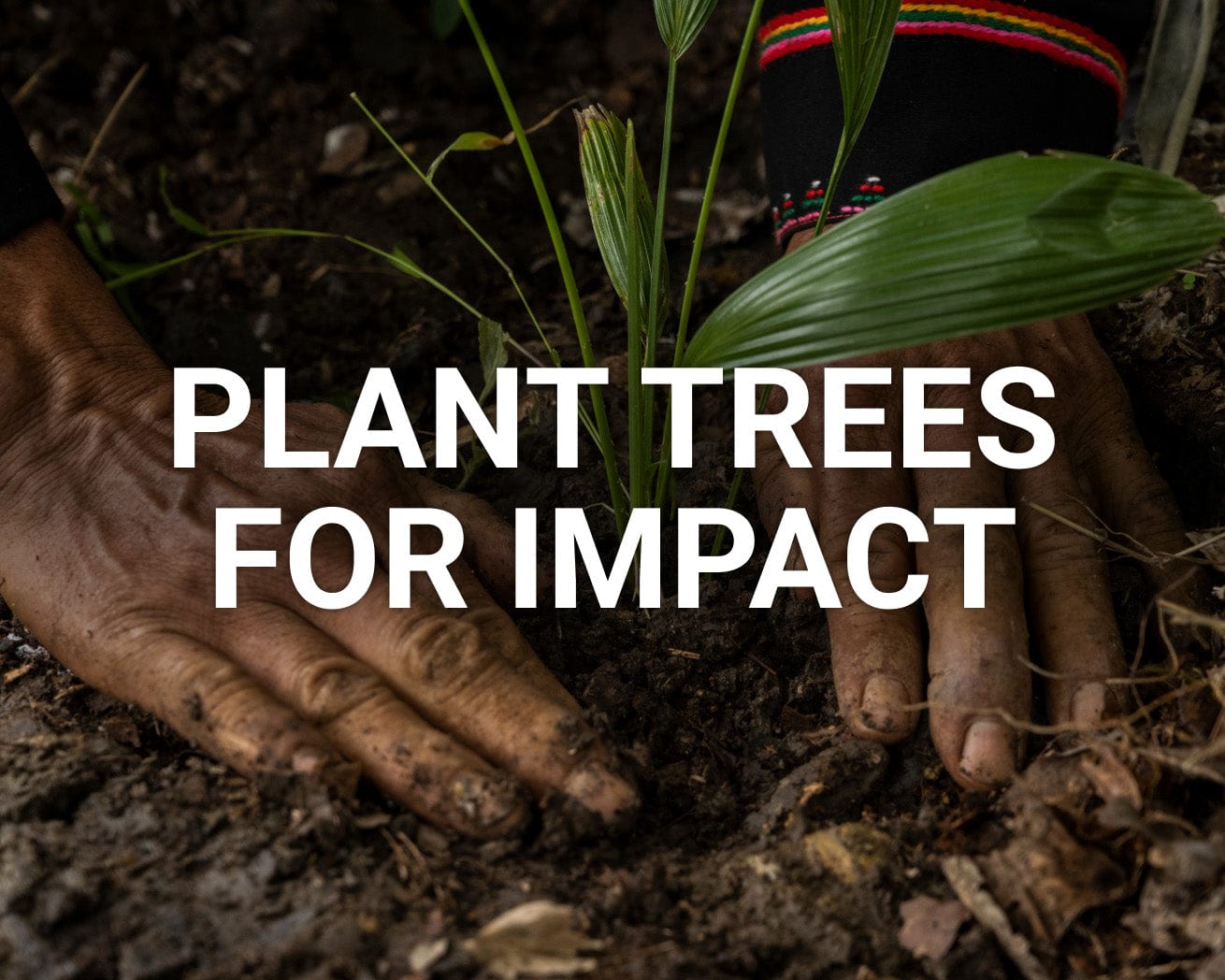 Planting Trees For Impact