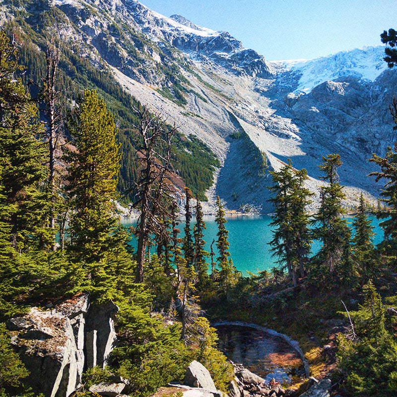 Plant trees in British Columbia