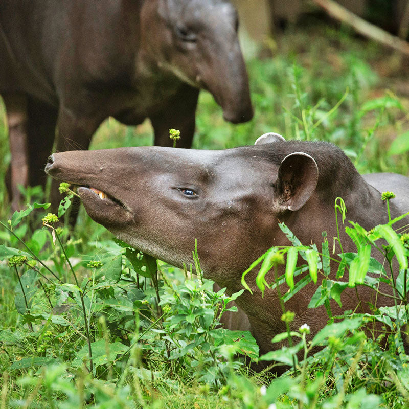 Protect Biodiversity Habitats