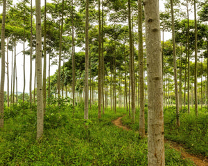 Gift Trees