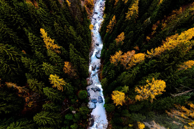 river in forest