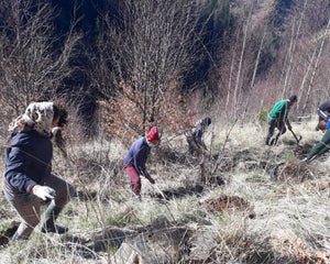 A group of people planting trees in Romania.